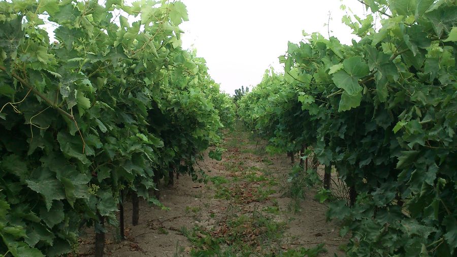 OIZ2NDbN_1 2261 (1).JPG